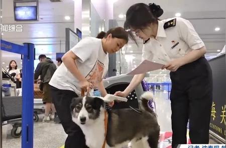 国内首架携宠物旅行包机成功返沪，海关全力保障