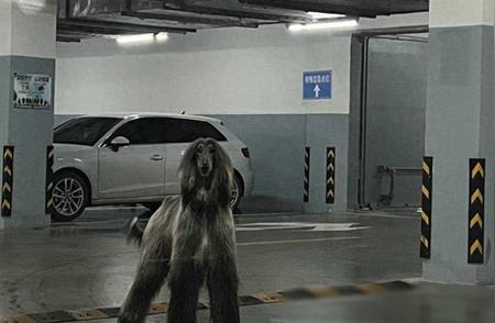 杭州女子小区车库惊遇巨型阿富汗猎犬，一家三口紧急避险
