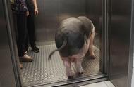 深圳姑娘的宠物猪逆袭记：从小可爱到300斤的大猪猪