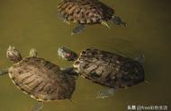 巴西龟养殖全攻略：轻松成为养龟达人