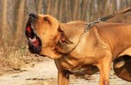巴西护卫犬：珍稀品种与超强追踪能力的完美结合