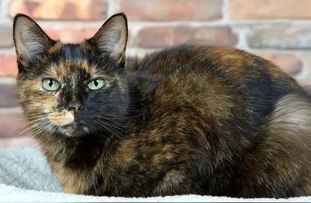 玳瑁猫的魅力：不只是外貌协会的选择