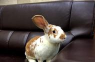萌兔子的快乐生活：温馨日常记录分享