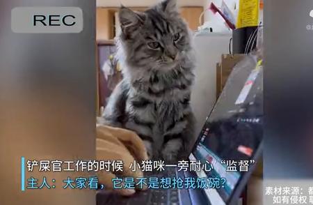 揭秘！小猫咪的办公室监工日常