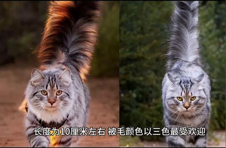 日本短尾猫：玳瑁色的独特魅力