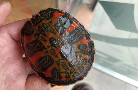 泽龟科科普：探索乌龟世界的奇妙分类