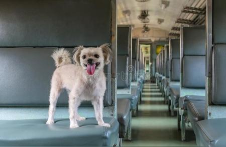 宠物火车托运全攻略：一步步教你如何安全运送宠物
