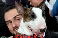 波兰奥波莱盛大举办国际宠物犬展，精彩瞬间不容错过！