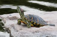 龟龟浅水冬眠全解析：10大常见问题解答！