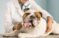 狗狗体温、心率和呼吸频率：了解狗狗身体状况的三大指标