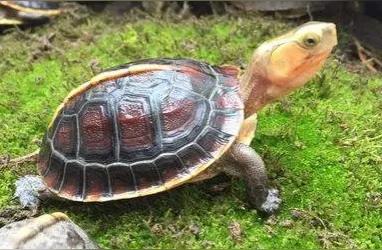 揭秘黄缘龟的魅力：为何它如此受欢迎？