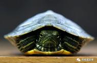 揭秘龟市最受欢迎的几大龟宠品种