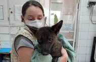 世界首只犬狐离世，引发全球哀悼！