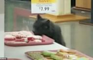 美国猫咪独自闯入宠物商店，大吃大喝成焦点！