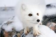 北极狐的独特魅力，让人爱不释手