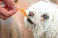 狗狗训练秘籍：零食的巧妙运用！