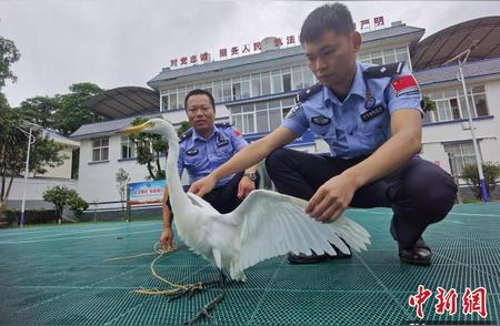 云南临沧：民警英勇救援，白鹭重获新生
