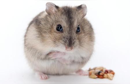 宠物消毒秘籍：科学饲养仓鼠，健康陪伴每一天