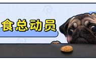 给狗狗喂零食，你真的做对了吗？