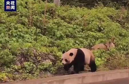 探访“熊猫老家”：偶遇野生大熊猫的惊喜之旅