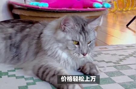 缅因猫曾经风靡一时，如今为何遭到冷遇？深度解析原因。