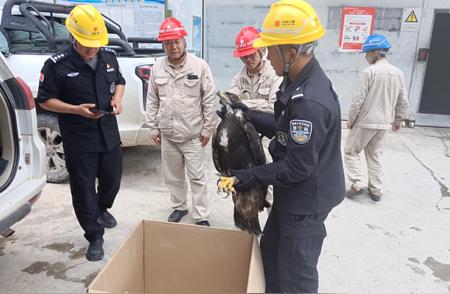 香格里拉警方成功救助濒危金雕雏鸟，展现人与自然和谐共生