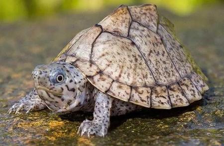 揭秘：养龟爱好者的专属空间有多大？