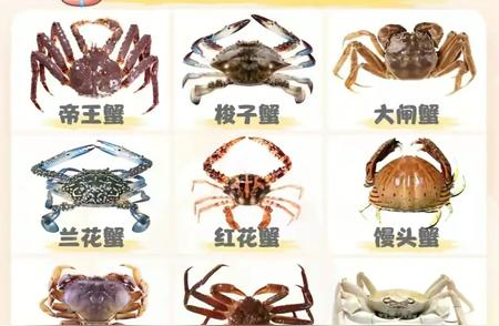 常见螃蟹的种类与特点，一文带你全面了解