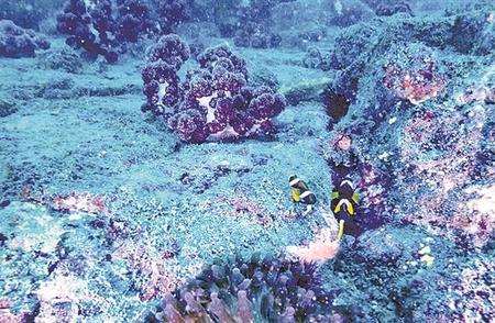 漳州东山发现39种珊瑚种类，海洋生态多样性再添新篇章