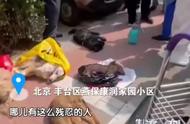 北京小区宠物狗神秘死亡事件，真相令人震惊！