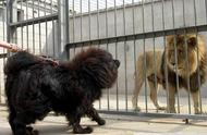 攻击性最强的8种狗狗：榜单揭晓，中国犬种上榜！