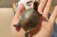 新手养龟指南：推荐最适合初学者的乌龟品种
