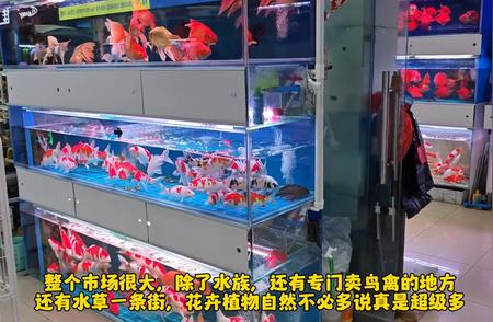 广州芳村花鸟虫鱼世界的珊瑚秘境（上）