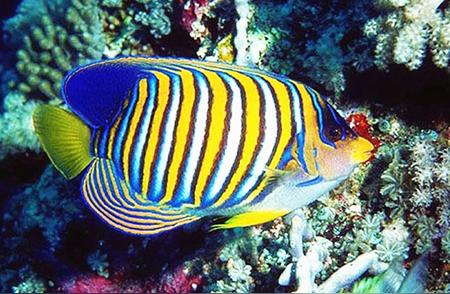 热带鱼的五彩世界：令人陶醉的斑斓色彩