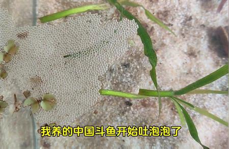 中国斗鱼繁殖全过程记录