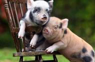 宠物猪流行趋势与其对伴侣动物界的影响