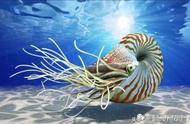 自然博物馆里的活化石珍宝：鹦鹉螺科普之旅