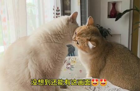 猫咪的日常护理知识