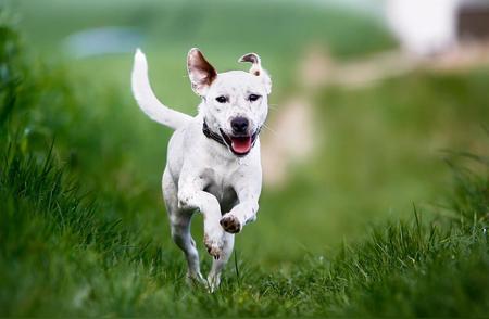 科学喂养指南：让爱犬享受健康与快乐