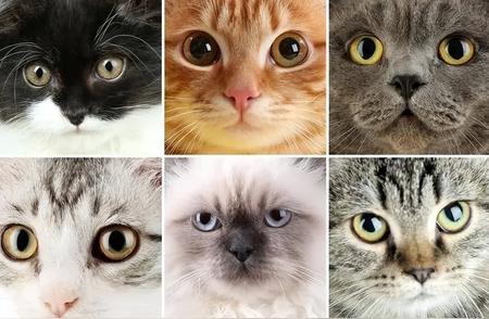 猫咪脸型解密：探知猫咪性格的秘诀