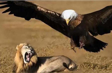 探秘史前巨兽：阿根廷巨鹰的传奇故事