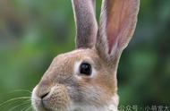 10种最受欢迎兔子品种，你最喜欢哪一种？