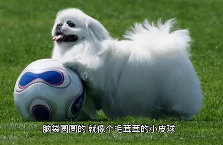 北京犬：萌宠界的无可争议之星