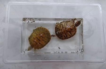 巴西龟的基本知识与养护技巧