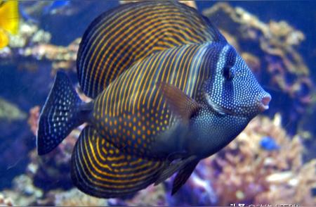 世界最美的刺尾鱼TOP10：海洋之美的终极盘点