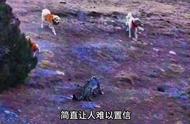 藏獒与雪豹罕见冲突画面曝光，结局令人意外！