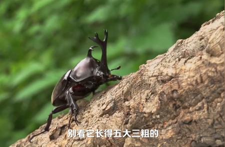 独角仙：昆虫界的超级战士揭秘！