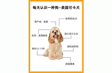 美国可卡犬的品种特点与性格解析