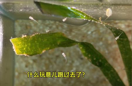 中国斗鱼繁殖过程揭秘：第9天的奇迹