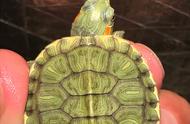 巴西龟的神秘同类，你了解多少？